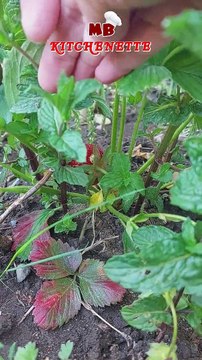 Strawberry Organic Fruits: Secret of home gardening: Nature's Lover: #shorts #fruits #organic