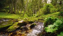 FOREST ANIMALS 8K ULTRA HD – Forest Wildlife with REAL Nature Sounds