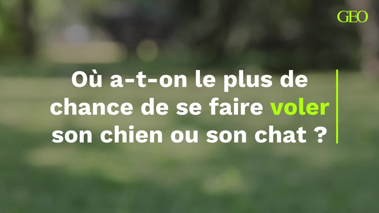 Où a-t-on le plus de chance de se faire voler son chien ou son chat ?