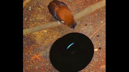 Beautifull birds dancing