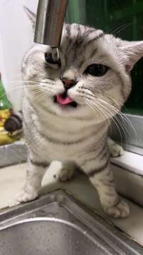 Cat Drinking Water | Cat Funny Moments |Animals Funny Moments | Cute Pets | Funny Animals #animals