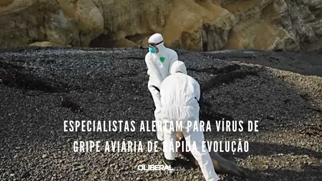 Especialistas alertam para vírus de gripe aviária de rápida evolução