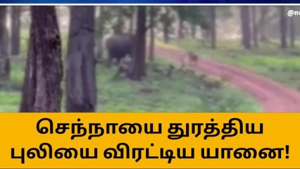 கூடலூர்: செந்நாயை துரத்திய புலியை விரட்டிய யானை!