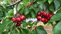 Cerezas dañadas en el Valle del Jerte