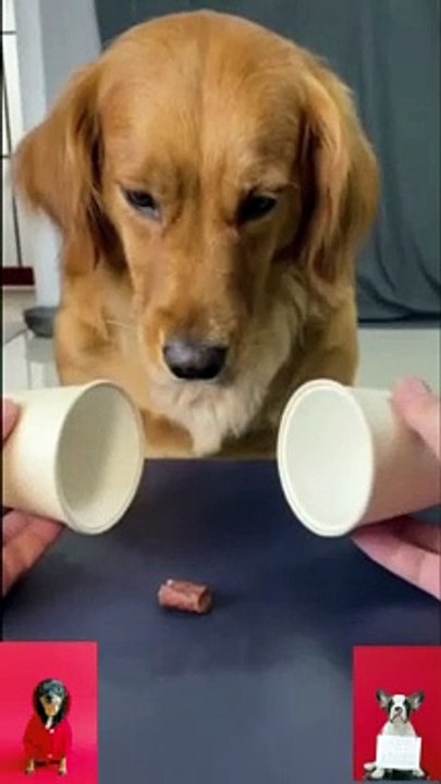MAGIC Trick with our furry friend