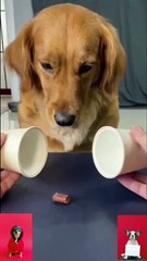 MAGIC Trick with our furry friend