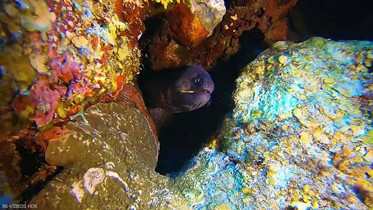 Underwater World 8K ULTRA HD – Marine Life, Sea Animals and Coral Reef
