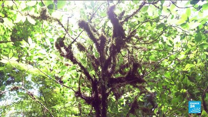 Costa rica : l'exceptionnelle "forêt de nuages" se dissipe