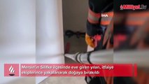 Eve giren yılan itfaiye ekiplerince yakalandı