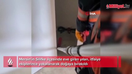 Eve giren yılan itfaiye ekiplerince yakalandı