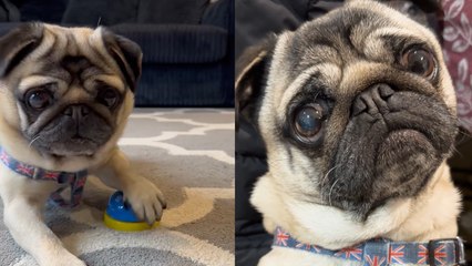 POLITE PUG  rings bell for treats!