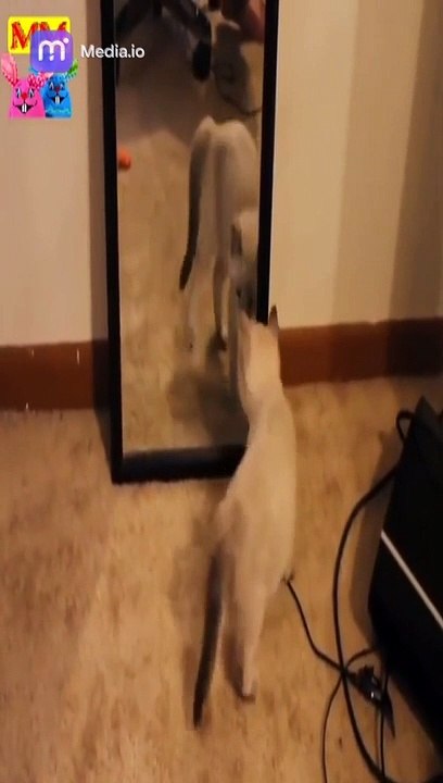 ضحك بلا حدود استعد لجلسة ضحك لا تنتهي مع هذه المقاطع المضحكة الرائعة