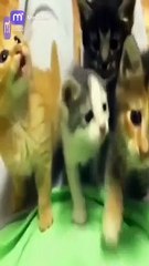 قطط وكلاب في وضعيات مضحكة استعد للضحك بشدة