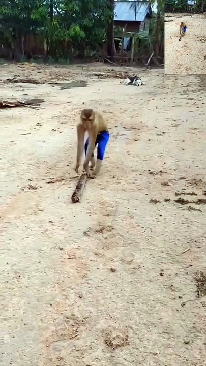 Monkey and dog funny video