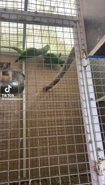 Raw parrots