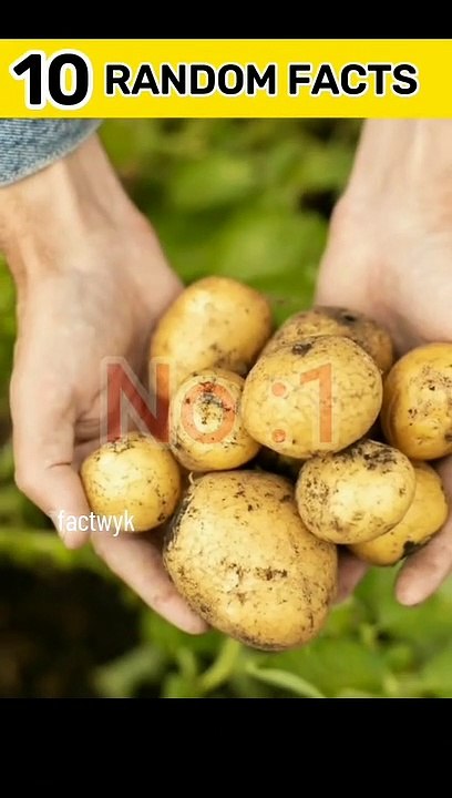 Top 10 random facts