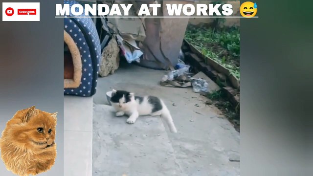 Funny Cat Moments | TRY Not to laugh | cute pet | New Funniest shorts 2023 @inspiresemotions #inspiresemotions #catlover #catlove #catlovehuman