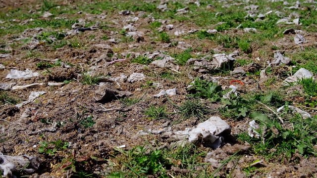 Dünya Çevre Günü’nde Van Gölü: Kirlilik, kuraklık ve kıyı işgali