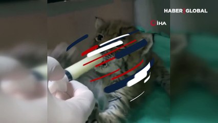 Kars'ta bir tavuk kümesinin içinde bitkin halde bulunmuştu: Minik vaşak, biberonla besleniyor