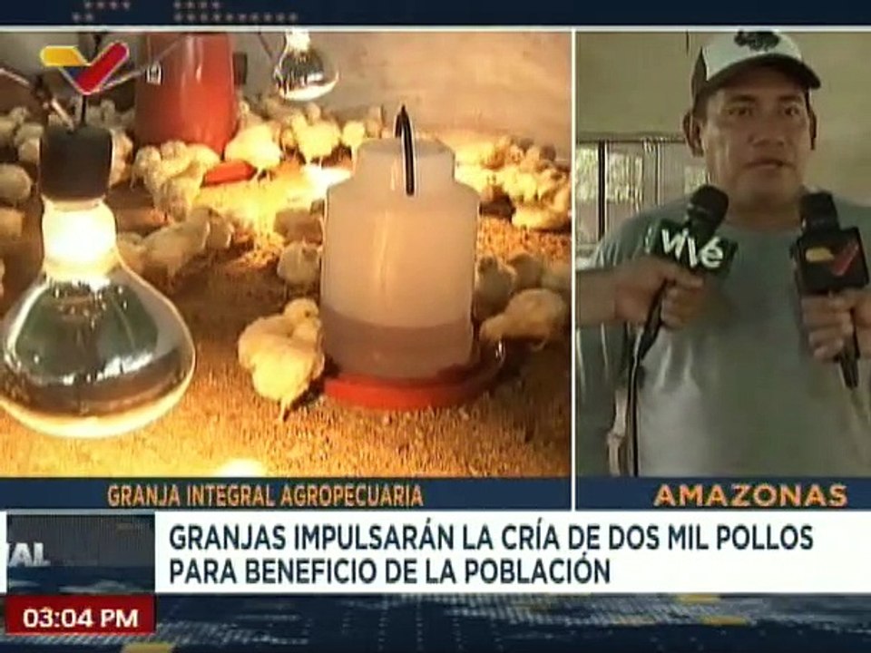 Amazonas | Granja Integral Agropecuaria genera empleos a habitantes del mcpio.  Atabapo