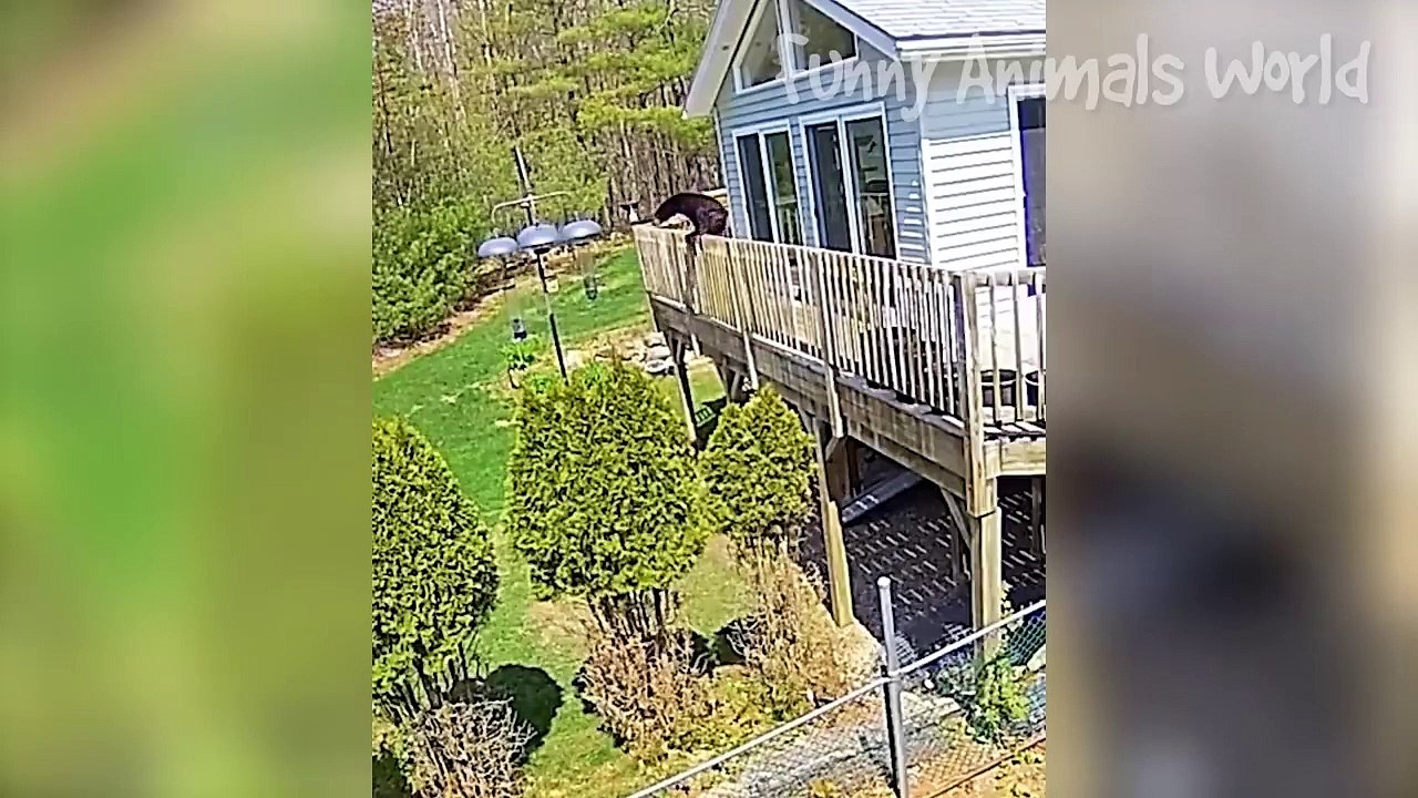 Funny Dogs And Cats Videos 2023 - Best Animal Videos Of The Month