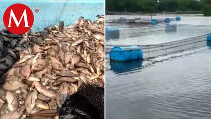 En Veracruz, pierden más de 30 toneladas de mojarra por presunta contaminación de ingenio La Gloria