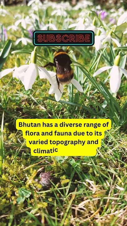 Interesting Facts Of Bhutan Part 7