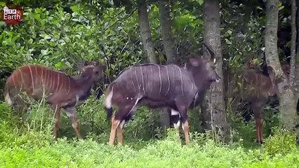 Lion Attack Nyala and Enjoy Slowly