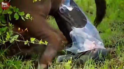 Aghast! New Born - Buffalo Fight with 5 Lions to Save Her Baby, What Happen Next