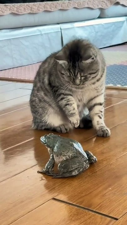Cute & funny cat video