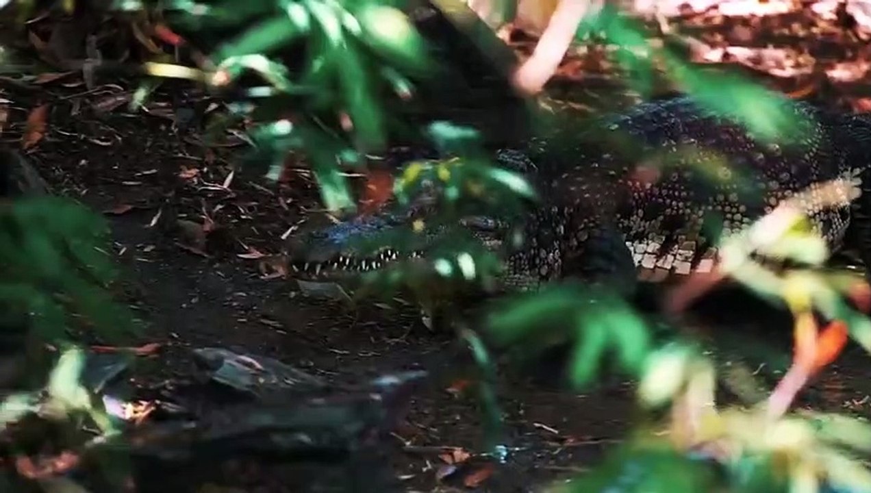 Die 10 gefährlichsten Krokodile der Welt
