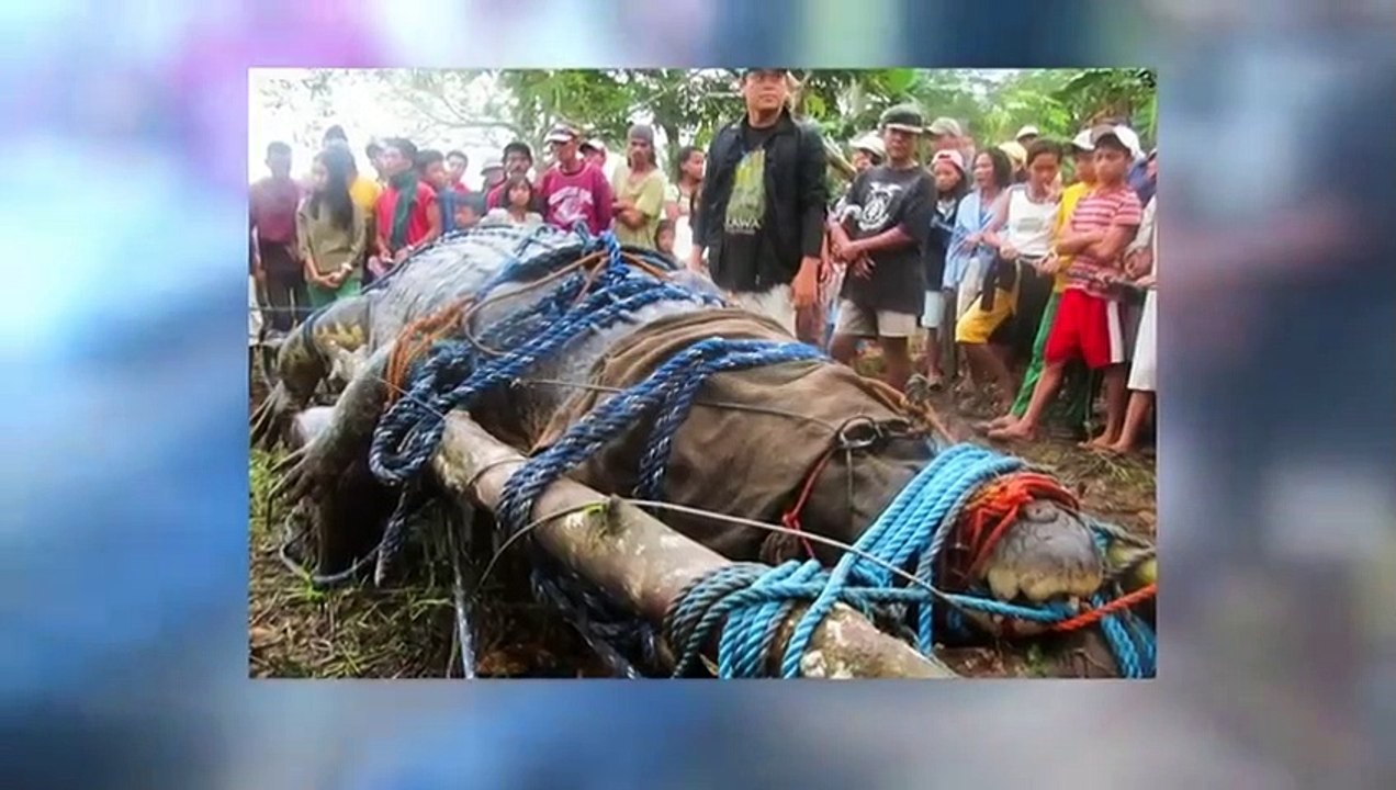 Die größten Tiere ihrer Art