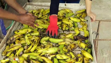 إنتاج "ذبابة الجندي الأسود" لتحويل النفايات العضوية - 05/06/2023