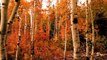 Beautiful Colors of Autumn, Best of Autumn Nature, Nature Autumn 4k Forest Scenes + Meditation Music