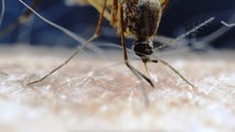 Scientists Are Figuring Out Why Mosquitoes Love You So Much