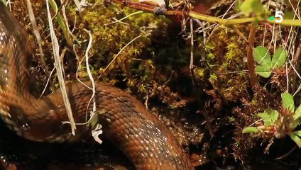 L'accouplement des serpents, tellement glamour - ZAPPING SAUVAGE