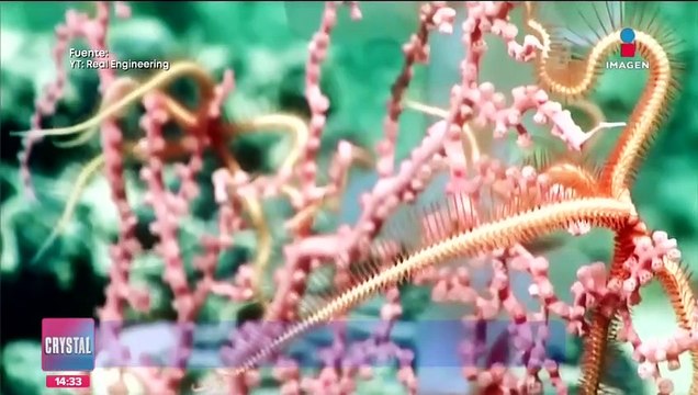 Descubren nuevas especies en las profundidades del océano Pacífico