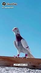 #Singer#Khan#Esakhelvi#