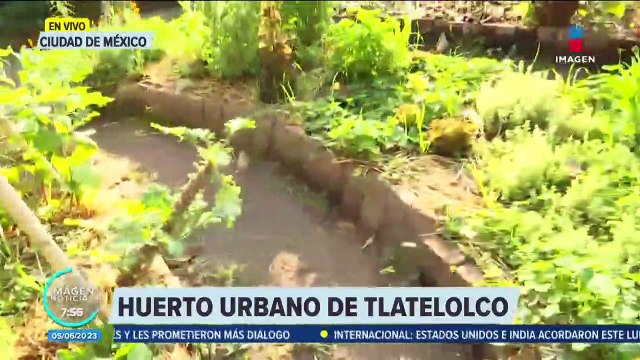 Huerto Urbano Tlatelolco ofrece espacios para cosechar alimentos orgánicos