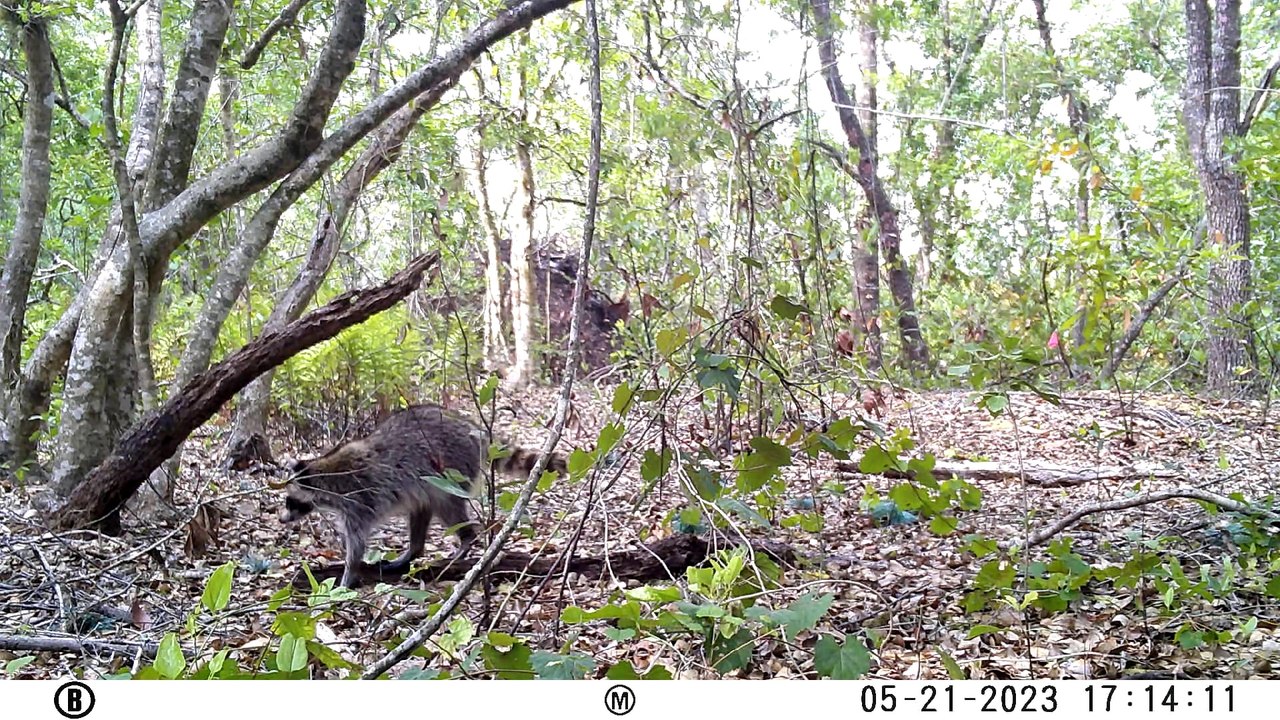 Wildlife Camera #2