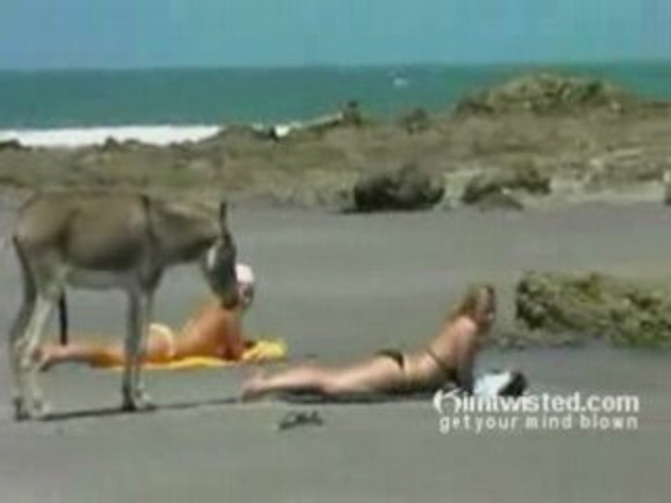Smart Donkey