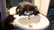 Kitten Sisters Investigate Sink