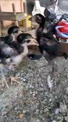 Aseel black baby subscribe my channel