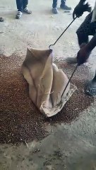 गड़बड़ी कहीं मिट्टी मिला तो कहीं स्टॉक से ज्यादा मिला चना