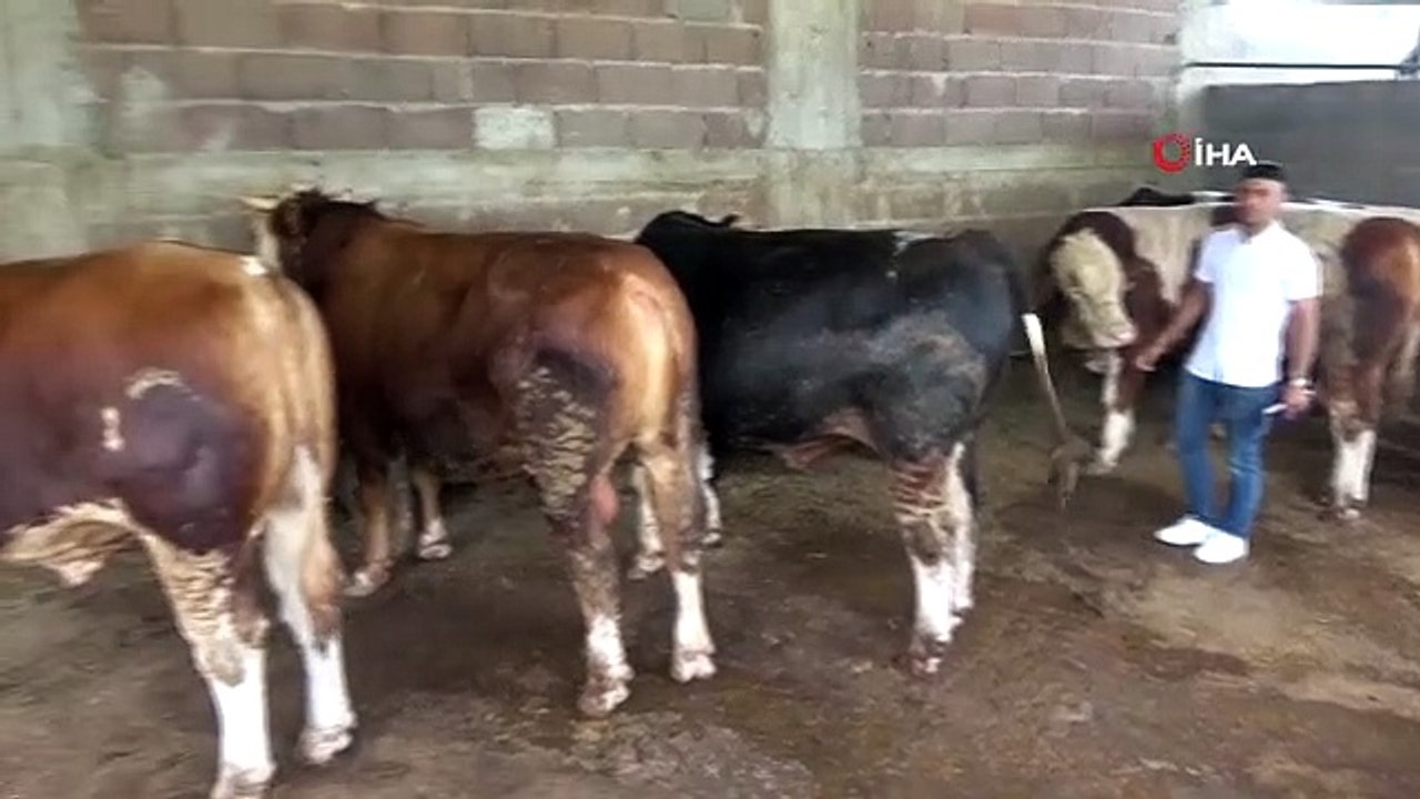 Adana'da Kurbanlık Satışları Başladı, Hisseli Büyükbaş Satışları Arttı