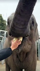 Ingenious Elephant Watch as an Elephant Masterfully Makes Pieces with Its Feet to Enjoy a Big Bite