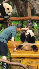 Panda Give Me Five Yu Ke And Yu Ai