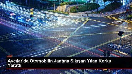 Avcılar'da Otomobilin Jantına Sıkışan Yılan Korku Yarattı