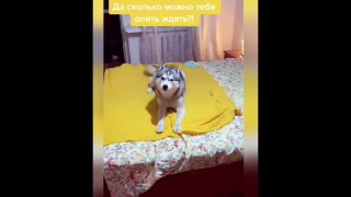 New Funny Videos 2023  Cutest Cats and Dogs  Part 142