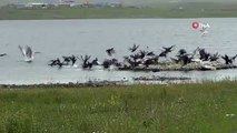 Kars Barajı Kuşlarla Şenlendi